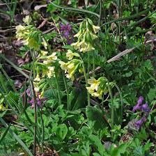 Image result for Himmelschlüssel