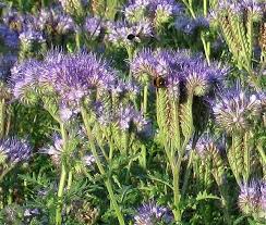 Image result for Phacelia