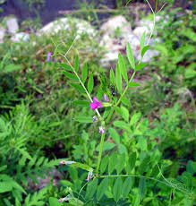 Attēlu rezultāti vaicājumam “Vicia angustifolia leaf”