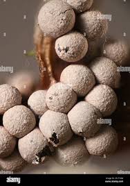 Attēlu rezultāti vaicājumam “Badhamia lilacina young”