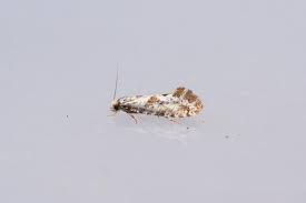 Attēlu rezultāti vaicājumam “Nemapogon cloacella”