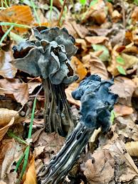 Attēlu rezultāti vaicājumam “Helvella lacunosa”