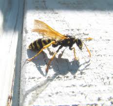 Image result for East Kilbride Wasps