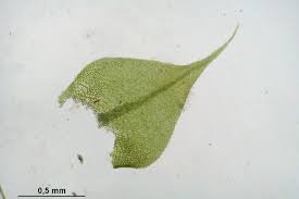 Attēlu rezultāti vaicājumam “Sciuro-hypnum”