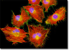 Attēlu rezultāti vaicājumam “Bryum funkii cells”