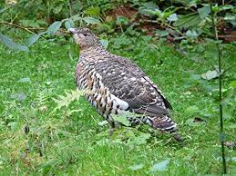 Attēlu rezultāti vaicājumam “Tetrao urogallus female”