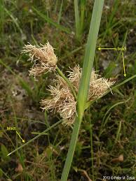 Attēlu rezultāti vaicājumam “Bolboschoenus maritimus”