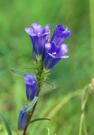 Attēlu rezultāti vaicājumam “Gentiana pneumonanthe flower”