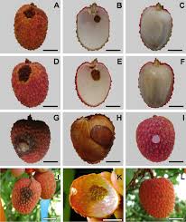 Image result for Litchi chinensis