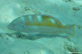 Image result for Halichoeres radiatus