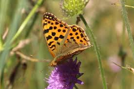 Attēlu rezultāti vaicājumam “Issoria lathonia”