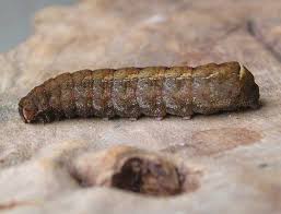 Attēlu rezultāti vaicājumam “Diarsia brunnea”