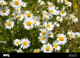 Attēlu rezultāti vaicājumam “Tripleurospermum inodorum flower”