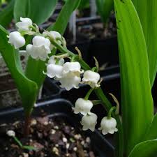 Attēlu rezultāti vaicājumam “Convallaria majalis leaf”