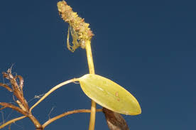 Attēlu rezultāti vaicājumam “Potamogeton gramineus”