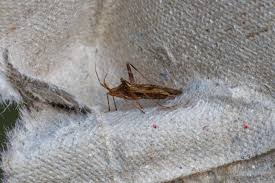 Attēlu rezultāti vaicājumam “Phytocoris varipes”