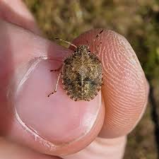 Attēlu rezultāti vaicājumam “Eurygaster testudinaria nymph”