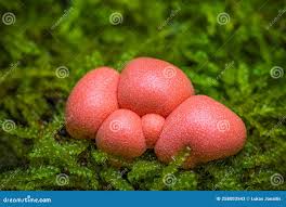 Attēlu rezultāti vaicājumam “Lycogala epidendrum s.str. young”