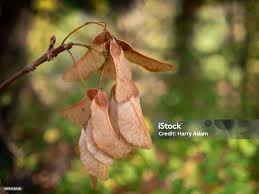 Attēlu rezultāti vaicājumam “Acer pseudoplatanus fruit”