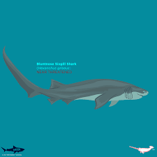 Image result for Hexanchus griseus