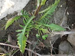 Attēlu rezultāti vaicājumam “Rorippa amphibia”