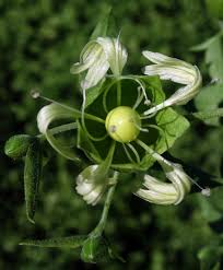 Attēlu rezultāti vaicājumam “Silene baccifera fruit”