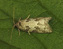 Attēlu rezultāti vaicājumam “Eana incanana”