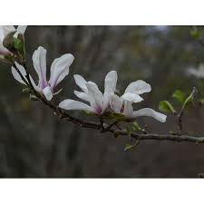 Attēlu rezultāti vaicājumam “Magnolia kobus”