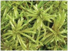 Attēlu rezultāti vaicājumam “Campylium stellatum sporophyte”