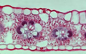 Attēlu rezultāti vaicājumam “Zea mays leaf”