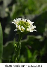Attēlu rezultāti vaicājumam “Arabis hirsuta flower”
