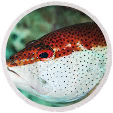 Image result for Cephalopholis fulva