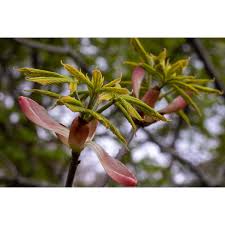 Attēlu rezultāti vaicājumam “Aesculus x hybrida bud”