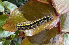 Attēlu rezultāti vaicājumam “Callimorpha dominula larva”