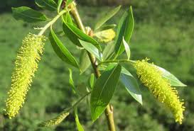 Attēlu rezultāti vaicājumam “Salix pentandra flower”