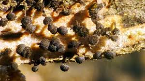 Attēlu rezultāti vaicājumam “Lamproderma arcyrioides macro”