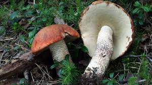 Attēlu rezultāti vaicājumam “Leccinum vulpinum”