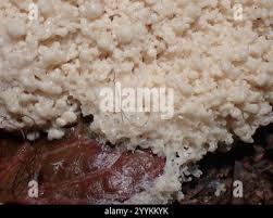 Attēlu rezultāti vaicājumam “Didymium spongiosum”