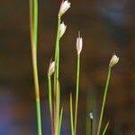 Attēlu rezultāti vaicājumam “Juncus stygius”