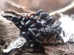 Attēlu rezultāti vaicājumam “Comatricha laxa macro”