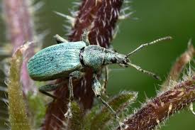 Attēlu rezultāti vaicājumam “Phyllobius”