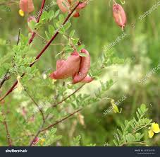 Image result for Colutea arborescens