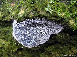 Attēlu rezultāti vaicājumam “Physarum diderma macro”