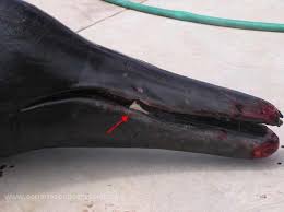 Image result for Mesoplodon bidens