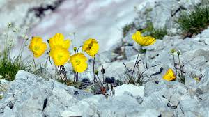 Image result for Alpenmohn