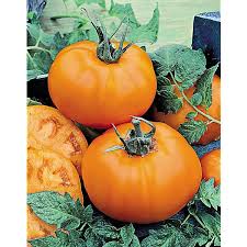 Afbeeldingsresultaat voor caro rich tomato