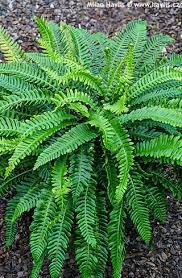 Attēlu rezultāti vaicājumam “Blechnum spicant”