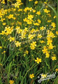 Attēlu rezultāti vaicājumam “Ranunculus flammula flower”