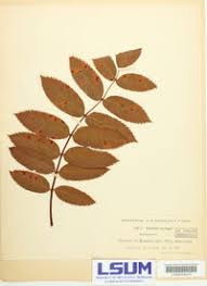 Attēlu rezultāti vaicājumam “Gymnosporangium cornutum”