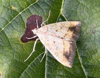 Attēlu rezultāti vaicājumam “Evergestis extimalis”